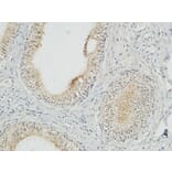 Immunohistochemistry - Anti-COPS5 Antibody (C11442) - Antibodies.com