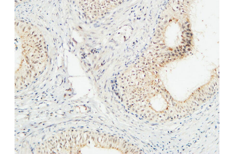 Immunohistochemistry - Anti-COPS5 Antibody (C11442) - Antibodies.com