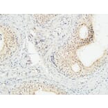 Immunohistochemistry - Anti-COPS5 Antibody (C11442) - Antibodies.com