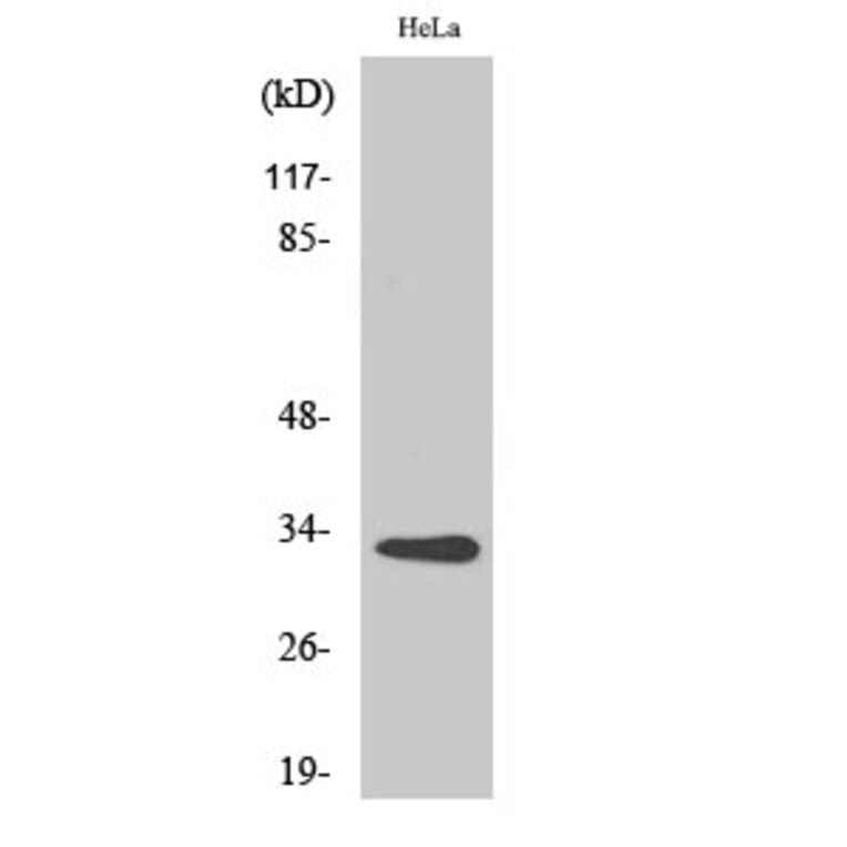 Western Blot - Anti-CNOT7 Antibody (C11858) - Antibodies.com