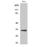Western Blot - Anti-CNOT7 Antibody (C11858) - Antibodies.com