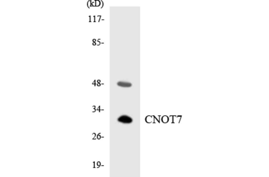 Western Blot - Anti-CNOT7 Antibody (R12-2635) - Antibodies.com