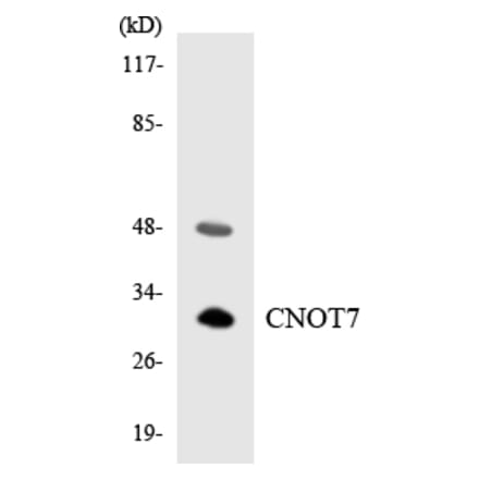 Western Blot - Anti-CNOT7 Antibody (R12-2635) - Antibodies.com