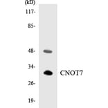Western Blot - Anti-CNOT7 Antibody (R12-2635) - Antibodies.com