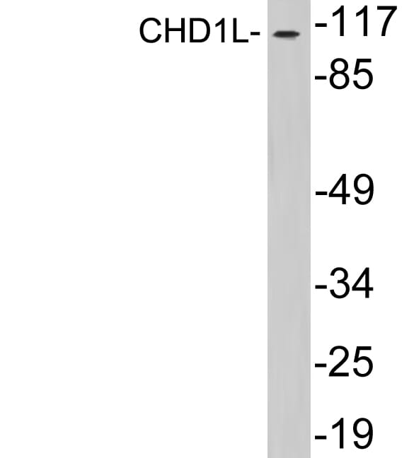 Western blot analysis of lysates from HepG2 cells using Anti-CHD1L Antibody.