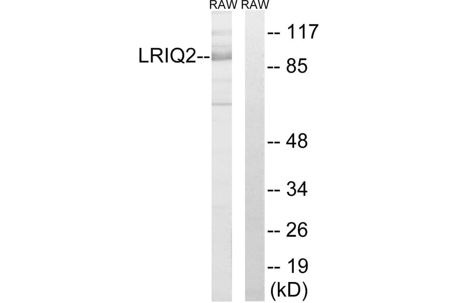 Western Blot - Anti-CEP97 Antibody (C16453) - Antibodies.com