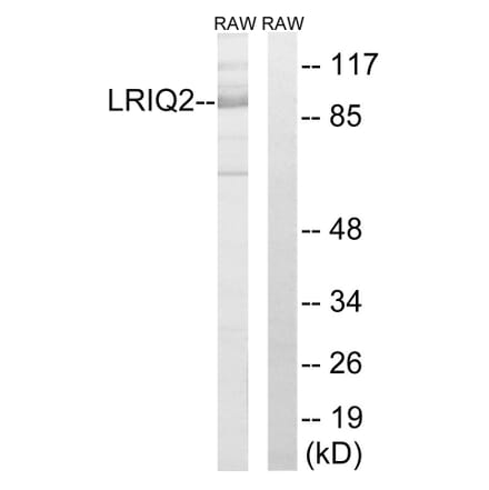 Western Blot - Anti-CEP97 Antibody (C16453) - Antibodies.com