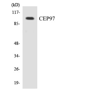 Western blot analysis of the lysates from COLO205 cells using Anti-CEP97 Antibody.