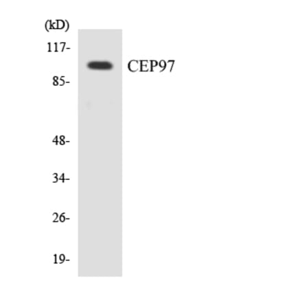 Western Blot - Anti-CEP97 Antibody (R12-2613) - Antibodies.com