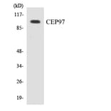 Western Blot - Anti-CEP97 Antibody (R12-2613) - Antibodies.com