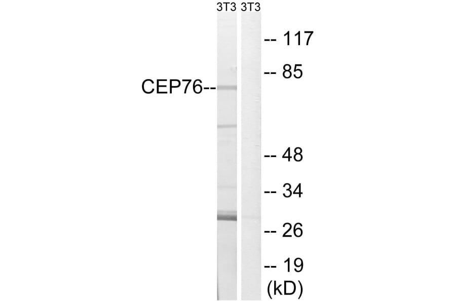 Western Blot - Anti-CEP76 Antibody (C15049) - Antibodies.com
