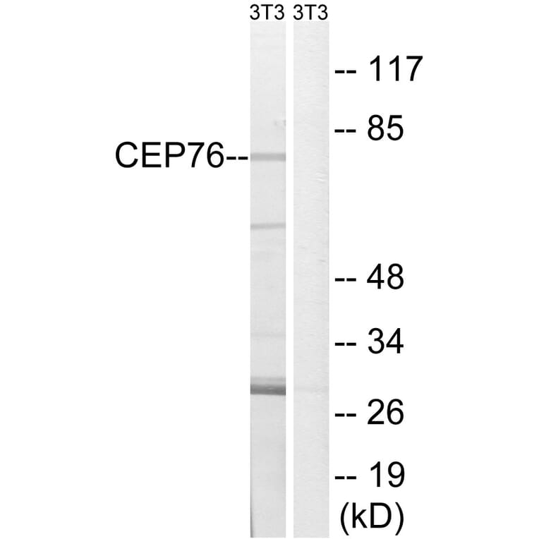 Western Blot - Anti-CEP76 Antibody (C15049) - Antibodies.com