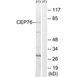 Western Blot - Anti-CEP76 Antibody (C15049) - Antibodies.com