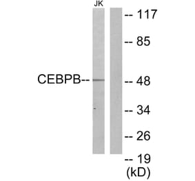 Western Blot - Anti-CEBPB Antibody (C10411) - Antibodies.com