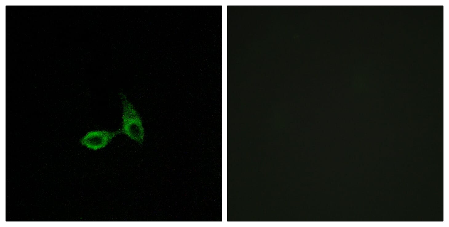 Immunofluorescence analysis of HepG2 cells using Anti-CDH24 Antibody. The right hand panel represents a negative control, where the antibody was pre-incubated with the immunising peptide.