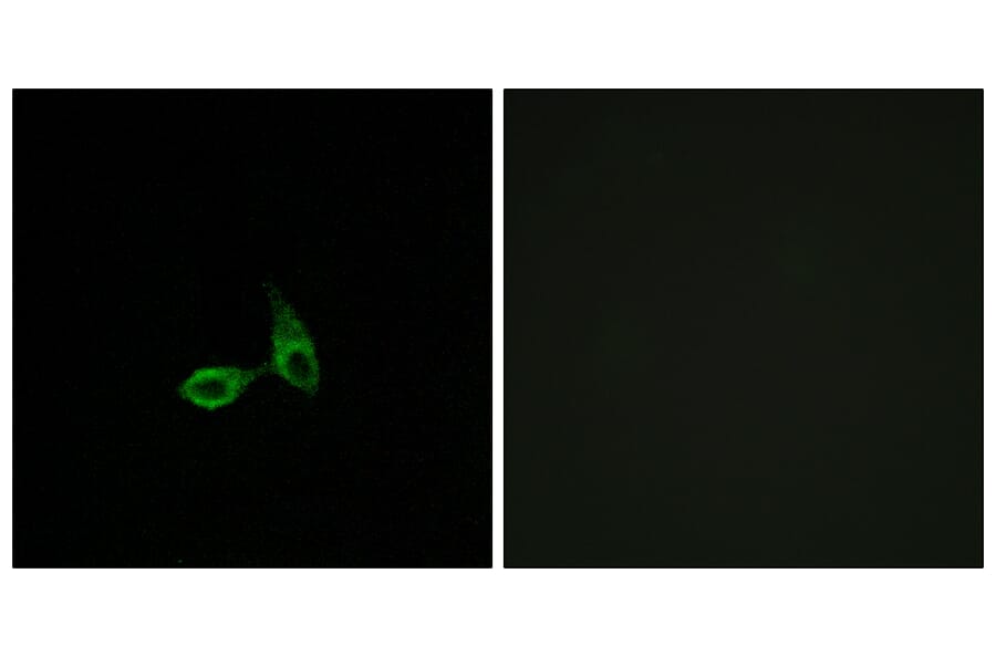 Immunofluorescence - Anti-CDH24 Antibody (C12098) - Antibodies.com