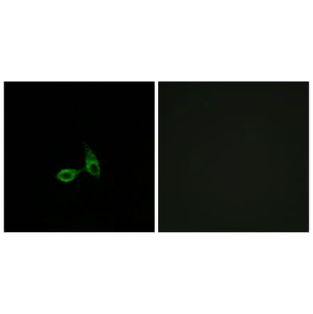 Immunofluorescence - Anti-CDH24 Antibody (C12098) - Antibodies.com