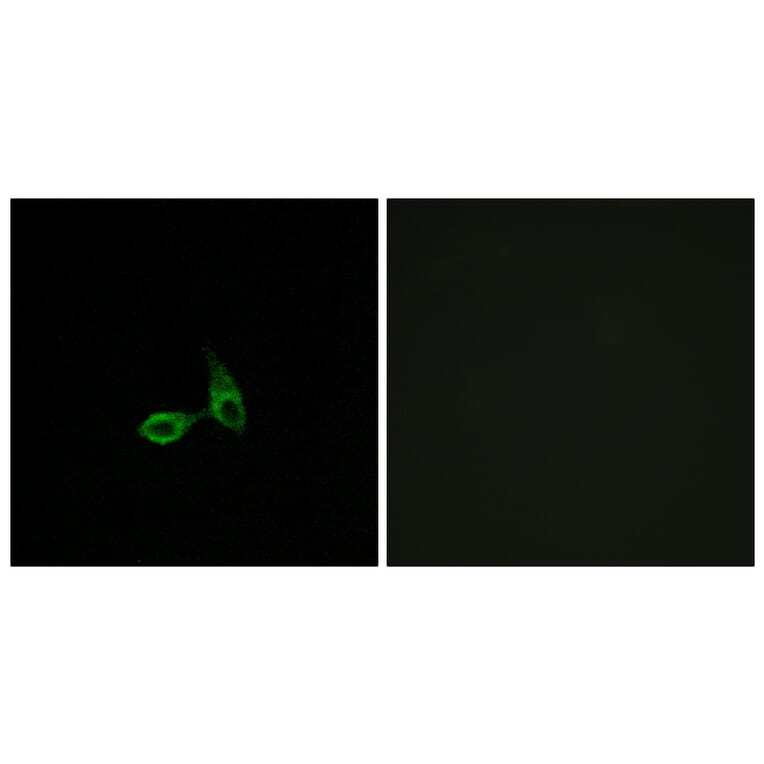 Immunofluorescence - Anti-CDH24 Antibody (C12098) - Antibodies.com