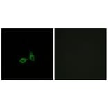 Immunofluorescence - Anti-CDH24 Antibody (C12098) - Antibodies.com