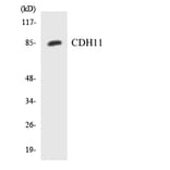 Western Blot - Anti-CDH11 Antibody (R12-2599) - Antibodies.com