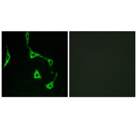 Immunofluorescence - Anti-CDH10 Antibody (C12086) - Antibodies.com