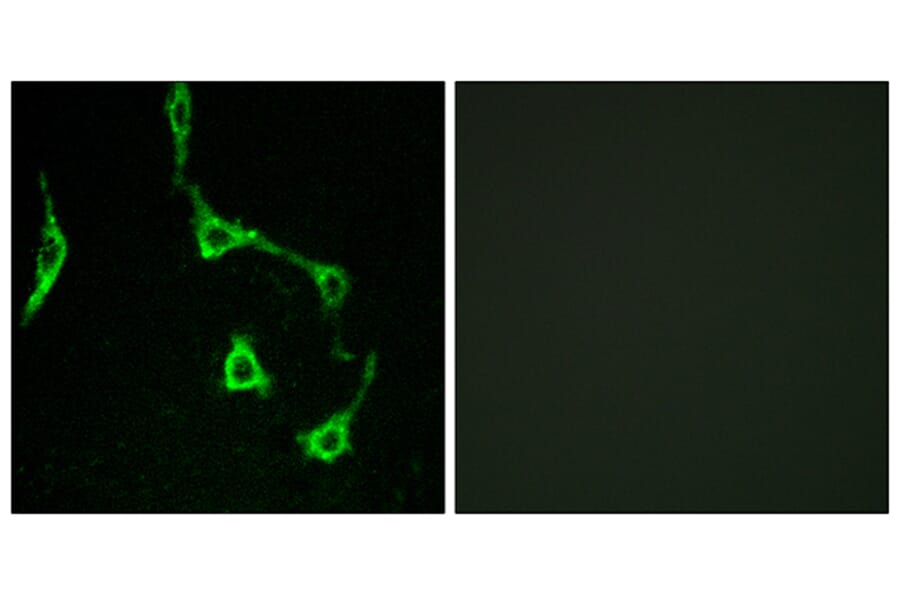 Immunofluorescence - Anti-CDH10 Antibody (C12086) - Antibodies.com
