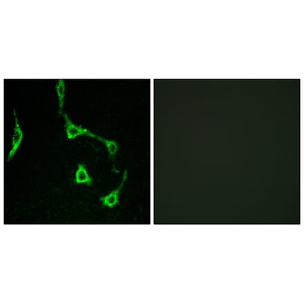 Immunofluorescence - Anti-CDH10 Antibody (C12086) - Antibodies.com