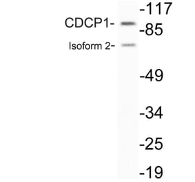 Western Blot - Anti-CDCP1 Antibody (R12-2087) - Antibodies.com