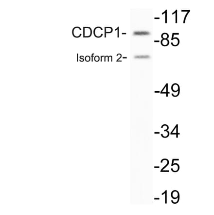 Western Blot - Anti-CDCP1 Antibody (R12-2087) - Antibodies.com
