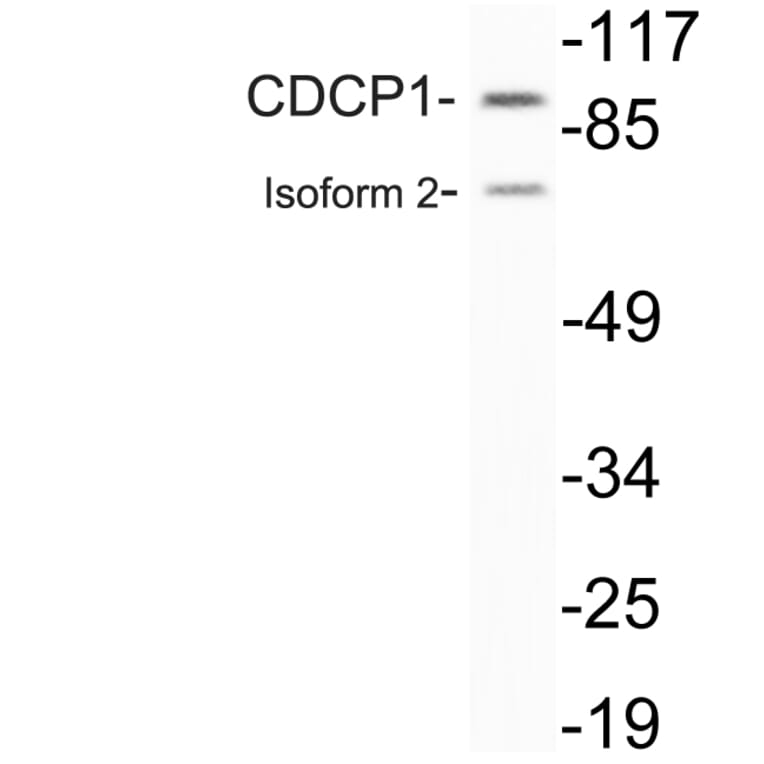 Western Blot - Anti-CDCP1 Antibody (R12-2087) - Antibodies.com