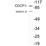 Western Blot - Anti-CDCP1 Antibody (R12-2087) - Antibodies.com