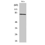 Western Blot - Anti-CDCP1 Antibody (R12-2087) - Antibodies.com