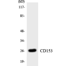 Western Blot - Anti-CD153 Antibody (R12-2584) - Antibodies.com