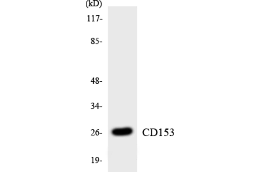 Western Blot - Anti-CD153 Antibody (R12-2584) - Antibodies.com