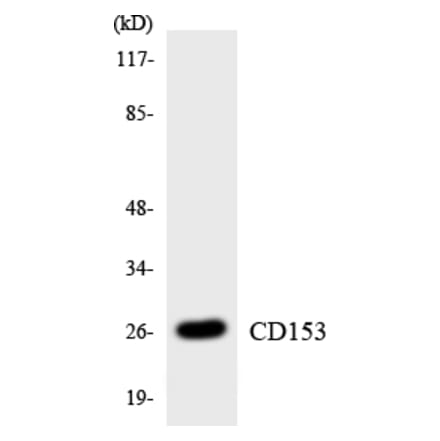 Western Blot - Anti-CD153 Antibody (R12-2584) - Antibodies.com