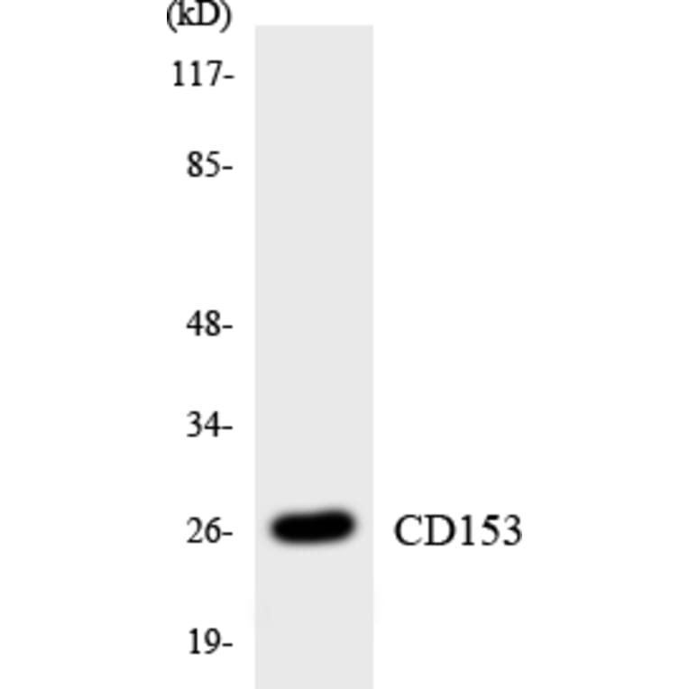 Western Blot - Anti-CD153 Antibody (R12-2584) - Antibodies.com