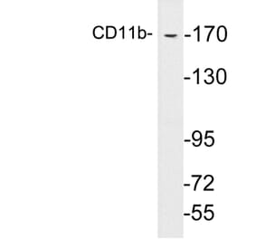 Western Blot - Anti-CD11b Antibody (R12-2064) - Antibodies.com