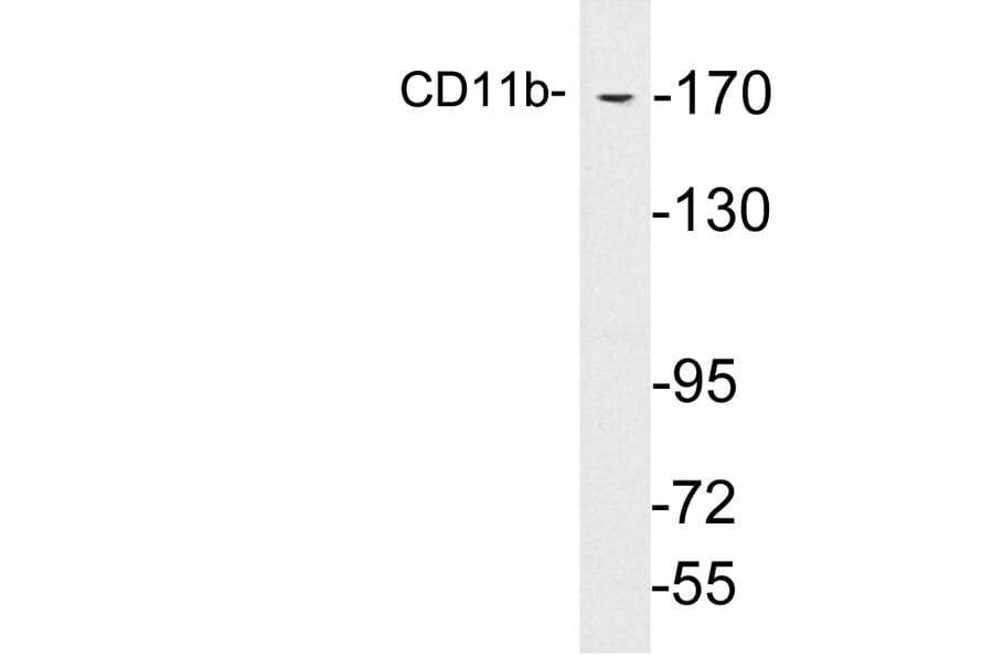 Western Blot - Anti-CD11b Antibody (R12-2064) - Antibodies.com