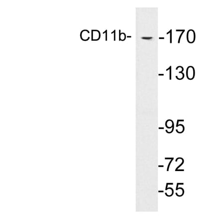 Western Blot - Anti-CD11b Antibody (R12-2064) - Antibodies.com
