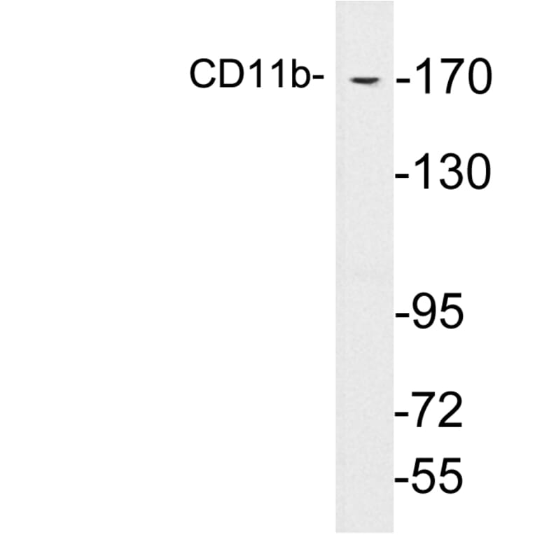 Western Blot - Anti-CD11b Antibody (R12-2064) - Antibodies.com
