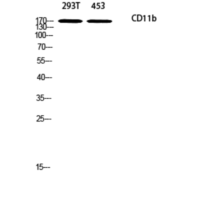 Western Blot - Anti-CD11b Antibody (R12-2064) - Antibodies.com