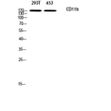 Western Blot - Anti-CD11b Antibody (R12-2064) - Antibodies.com