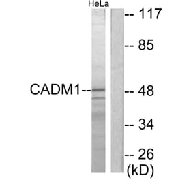 Western Blot - Anti-CADM1 Antibody (C12108) - Antibodies.com