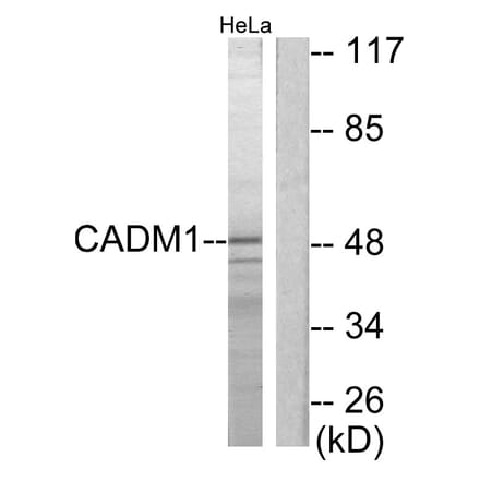 Western Blot - Anti-CADM1 Antibody (C12108) - Antibodies.com