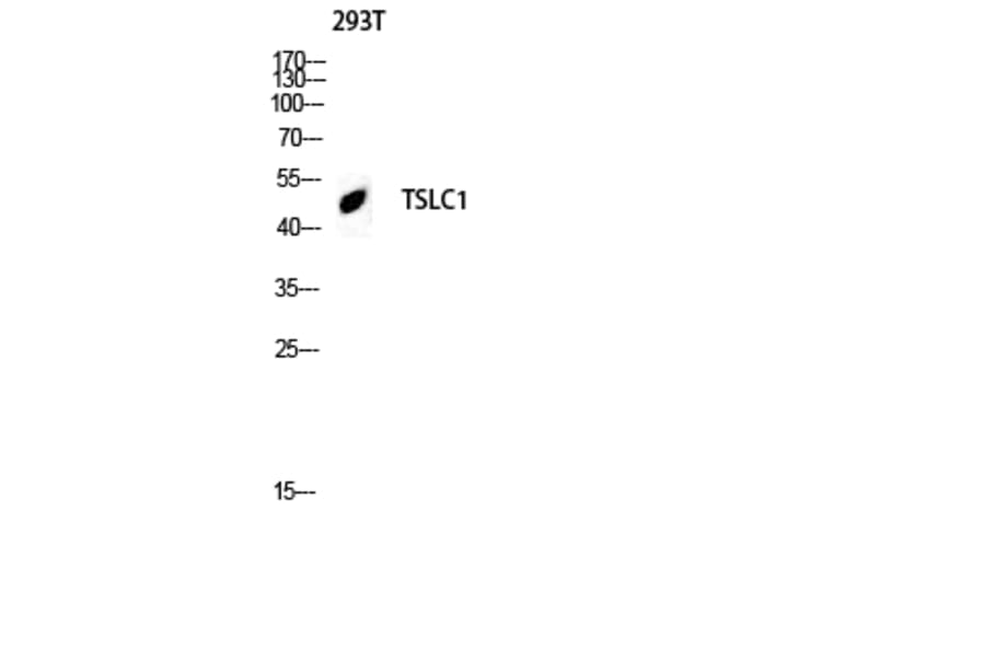 Western Blot - Anti-CADM1 Antibody (C12108) - Antibodies.com