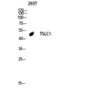 Western Blot - Anti-CADM1 Antibody (C12108) - Antibodies.com