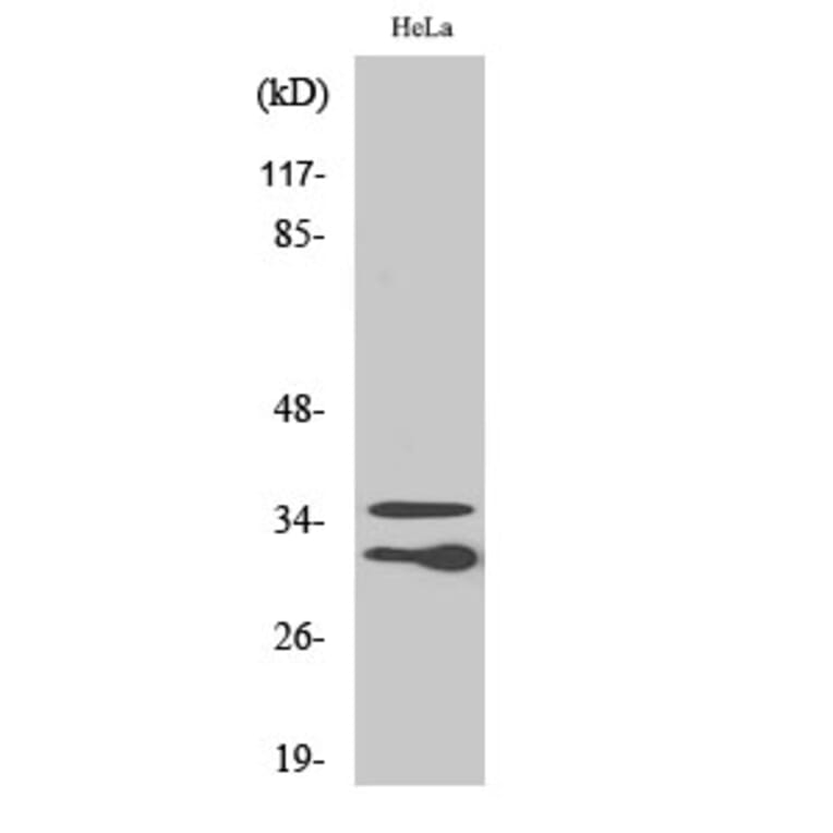 Western Blot - Anti-C1QL2 Antibody (C15207) - Antibodies.com