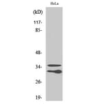 Western Blot - Anti-C1QL2 Antibody (C15207) - Antibodies.com