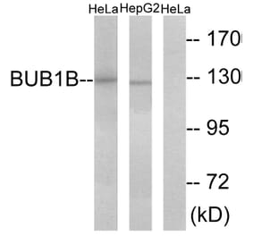 Western Blot - Anti-BUB1B Antibody (C10142) - Antibodies.com