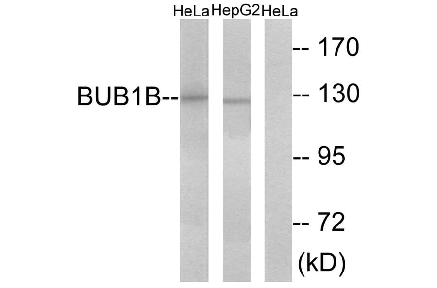 Western Blot - Anti-BUB1B Antibody (C10142) - Antibodies.com